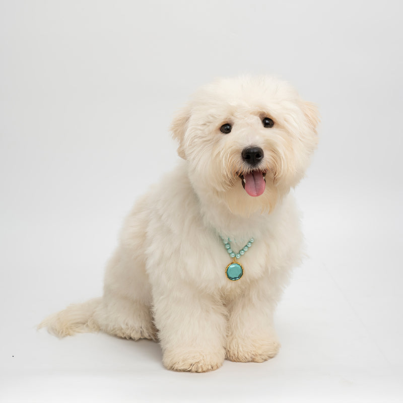 Shinning blue dog pet necklace